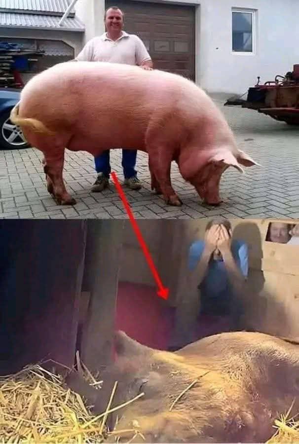 The pregnant sow went into labor