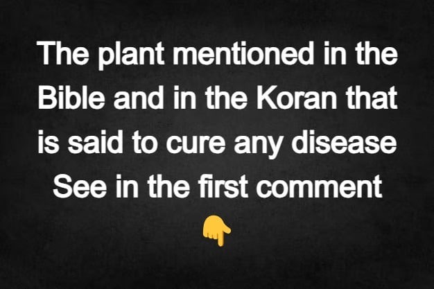 The plant mentio>>>>>>>>>>>