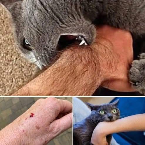 If a Cat Bites You, Here’s What It Really Means
