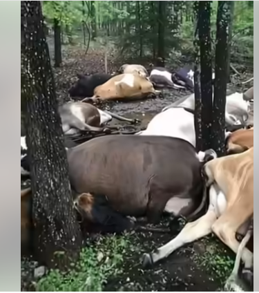 Farmer Finds Pasture