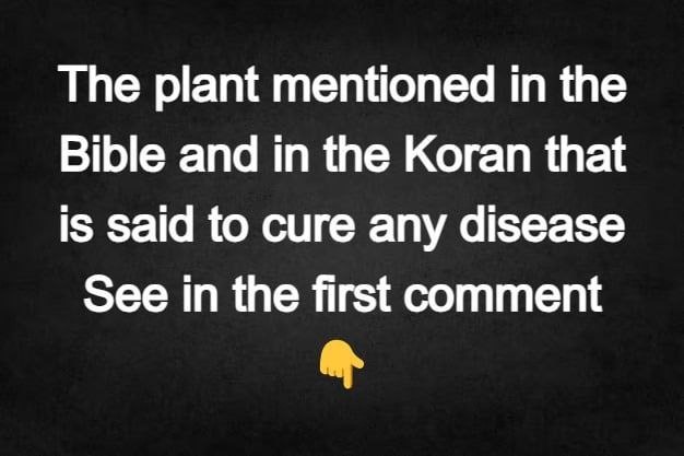 The plant mentio>>>>>>>>>>>