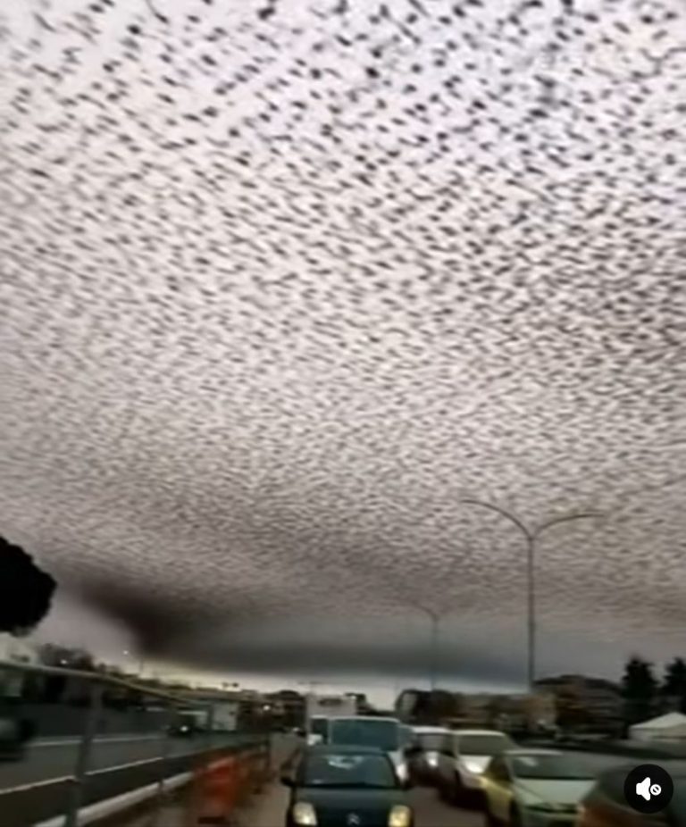 Winter Invasion: Stunning Bird Murmurations Dazzle Tourists, Frustrate Locals
