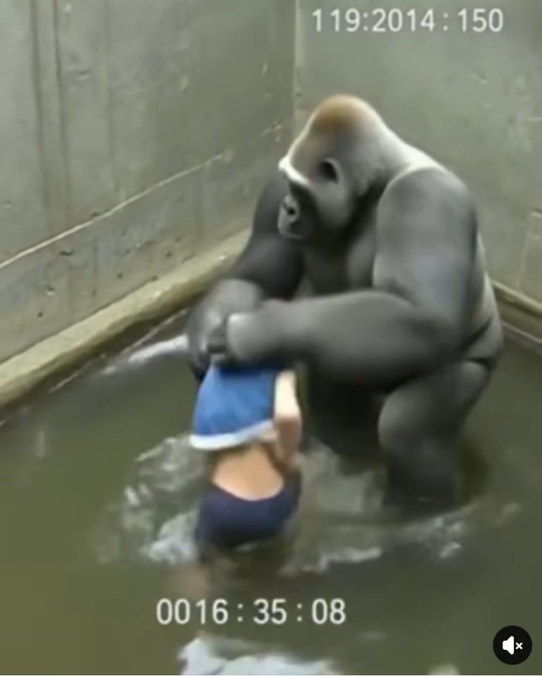 Inside the Debate: What Really Happened in Harambe’s Last Moments at the Cincinnati Zoo