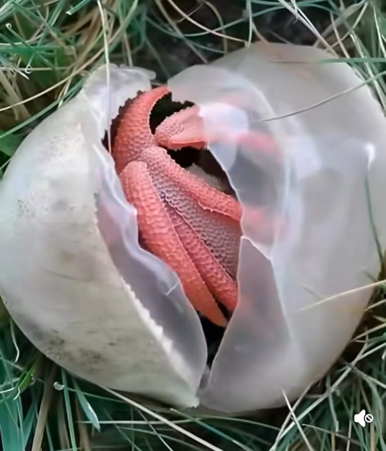 I Found a Slimy Red Creature in My Yard — The Smell Was Worse Than I Imagined