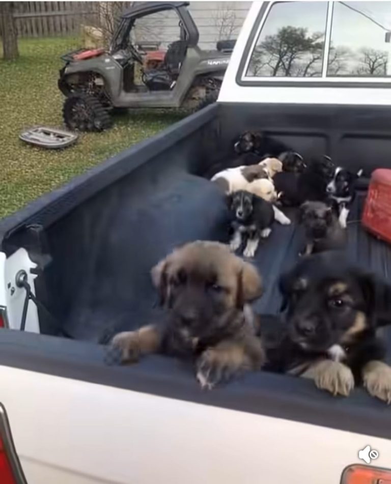 I Pulled Over for Gas… and Discovered Hope in the Back of a Truck