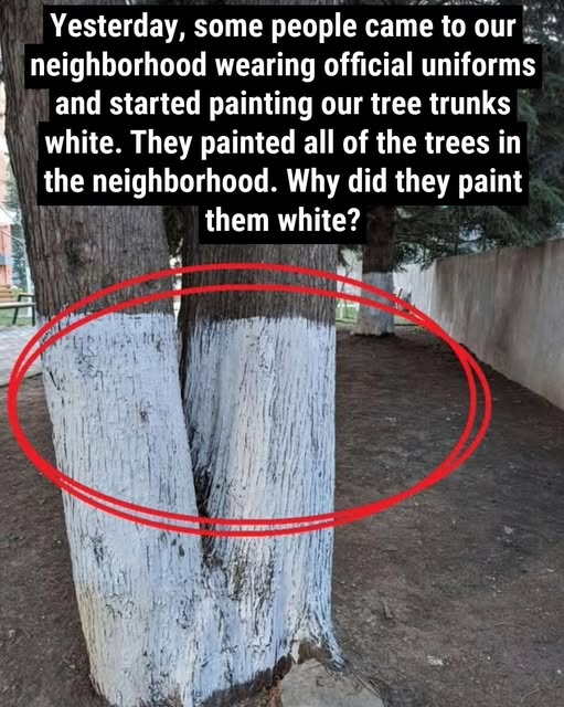 What’s the Reason Behind Painting Trees White?